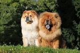 CHOW CHOW 350